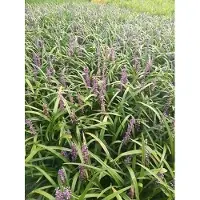 GRDplanten 6 x Liriope musc. 'Evergreen Giant' - Lilientraube - Topf 9 x 9 cm