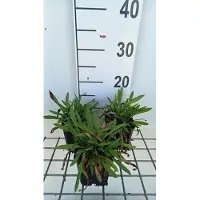 GRDplanten 6 x Erigeron hybr. 'Dunkelste Aller' - Feinstrahl - Topf 9 x 9 cm