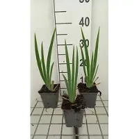 GRDplanten 6 x Iris (germ.) 'St. Crispin' - Schwertlilie - Topf 9 x 9 cm