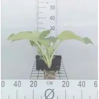 GRDplanten 6 x Hosta hybr. 'Blue Angel' - Hosta - Topf 9 x 9 cm