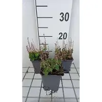 GRDplanten 6 x Scutellaria incana var parviflora - Helmkraut - Topf 9 x 9 cm