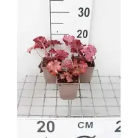 GRDplanten 6 x Heuchera hybr. 'Fire Alarm' - Purpurglöckchen - Topf 9 x 9 cm