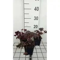 GRDplanten 6 x Heuchera hybr. 'Purple Petticoats' - Purpurglöckchen - Topf 9 x 9 cm