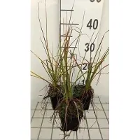 GRDplanten 6 x Kniphofia hybr. 'Nancy Red' - Fackellilie - Topf 9 x 9 cm