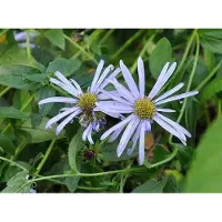 GRDplanten 6 x Aster frik. 'Mönch' - Herbstaster - Topf 9 x 9 cm