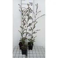 GRDplanten 6 x Aster laevis 'Novemberblau' - Herbstaster - Topf 9 x 9 cm