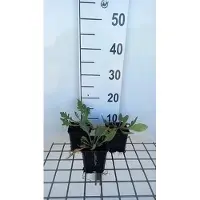 GRDplanten 6 x Gaillardia hybr. 'Tokayer' - Kokardenblume - Topf 9 x 9 cm