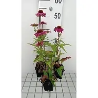 GRDplanten 6 x Echinacea purp. 'Pow Pow Wildberry' - Sonnenhut - Topf 9 x 9 cm