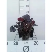 GRDplanten 6 x Heuchera hybr. 'Plum Pudding' - Purpurglöckchen - Topf 9 x 9 cm
