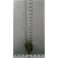 GRDplanten 6 x Deschampsia cespitosa - Rasen-Schmiele - Topf 9 x 9 cm