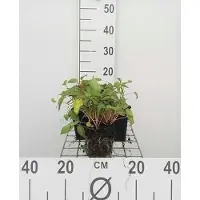 GRDplanten 6 x Persicaria ampl. 'Inverleith' - Kerzenknöterich - Topf 9 x 9 cm
