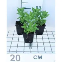 GRDplanten 6 x Campanula lact. 'Prichard's Var.' - Bergminze - Topf 9 x 9 cm
