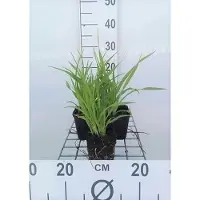 GRDplanten 6 x Hemerocallis hybr. 'Lemon Bells' - taglilie - Topf 9 x 9 cm