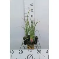 GRDplanten 6 x Kniphofia hybr. 'Royal Castle' - Fackellilie - Topf 9 x 9 cm