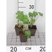 GRDplanten 6 x Astrantia major 'Shaggy' ( 'margery fish') - Sterndolde - Topf 9 x 9 cm