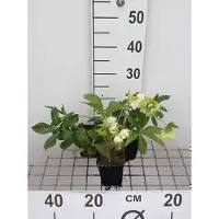 GRDplanten 6 x Helleborus or. 'Double Ellen White' - Lenzrose - Topf 9 x 9 cm