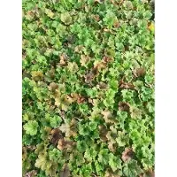 GRDplanten 6 x Tellima grand. 'Forest Frost' - Falsche Alraunwurzel - Topf 9 x 9 cm