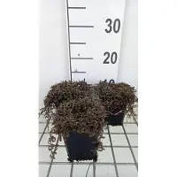 GRDplanten 6 x Leptinella squalida 'Platt's Black' - Fiederpolster - Topf 9 x 9 cm