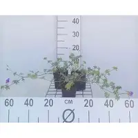 GRDplanten 6 x Geranium hybr. 'Dilys' - Storchenschnabel- Topf 9 x 9 cm