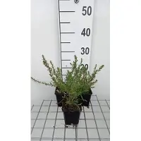 GRDplanten 6 x Aster eric. 'Schneetanne' - Herbstaster - Topf 9 x 9 cm