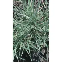GRDplanten 6 x Holcus mollis 'Albovariegatus' - Buntblättriges Honiggras - Topf 9 x 9 cm