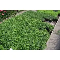 GRDplanten 6 x Aster div. 'Tradescant' - Aster - Topf 9 x 9 cm