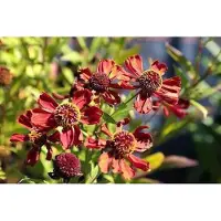 GRDplanten 6 x Helenium hybr. 'Rubinzwerg' - Sonnenbraut - Topf 9 x 9 cm