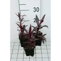 GRDplanten 6 x Lobelia xspec. 'Russian Princess' - Lobelie - Topf 9 x 9 cm