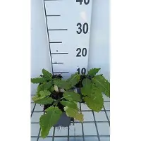 GRDplanten 6 x Salvia hybr. 'Madeline' - Sternmoos - Topf 9 x 9 cm