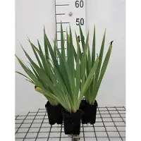 GRDplanten 6 x Sisyrinchium striatum (lutescens) - Grasschwertel - Topf 9 x 9 cm