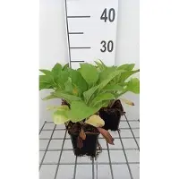 GRDplanten 6 x Digitalis hybr. 'Pam's Choice' - Fingerhut - Topf 9 x 9 cm
