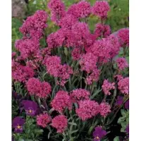 GRDplanten 6 x Lychnis alpina ( viscaria alpina) - Lichtnelke - Topf 9 x 9 cm