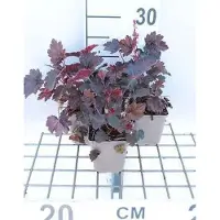 GRDplanten 6 x Heuchera hybr. 'Rachel' - Purpurglöckchen - Topf 9 x 9 cm