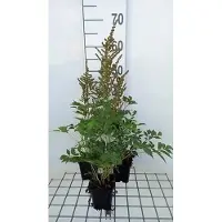 GRDplanten 6 x Astilbe (a) 'Amethyst' - Prachtspiere - Topf 9 x 9 cm