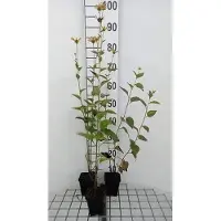 GRDplanten 6 x Rudbeckia subt. 'Henry Eilers' - Sonnenhut - Topf 9 x 9 cm