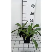 GRDplanten 6 x Leucanthemum (m) 'Wirral Supreme' - Margerite - Topf 9 x 9 cm