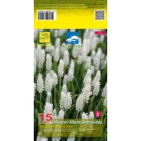 GRDplanten 6 x Muscari botryoides 'Album' - Muscari - Topf 9 x 9 cm