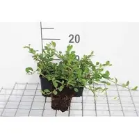 GRDplanten 12 x Cotoneaster dammeri - Teppich-Glanzmispel - Topf 9 cm x 9 cm