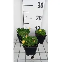 GRDplanten 6 x Delosperma congestum 'Gold Nugget' - Winterharte - Topf 9 x 9 cm