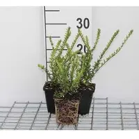GRDplanten 12 x Lonicera nit. 'Hohenheim. Findling' - Immergrünes Heckengeißblatt 'Hohenheim Findling - Topf 9 cm x 9 cm