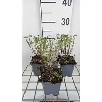 GRDplanten 6 x Salvia greggii 'Blue Note' - Sternmoos - Topf 9 x 9 cm