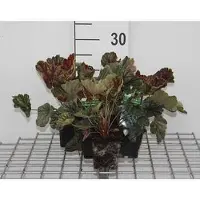 GRDplanten 6 x Heuchera hybr. 'Beauty Colour' - Purpurglöckchen - Topf 9 x 9 cm