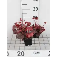 GRDplanten 6 x Heuchera hybr. 'Autumn Leaves' - Purpurglöckchen - Topf 9 x 9 cm