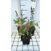 GRDplanten 6 x Astilbe (a) 'Irrlicht' - Prachtspiere - Topf 9 x 9 cm