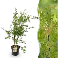 Green Boutiq - Gartenpflanze - Acer palmatum Methamorphosa - Japanischer Ahorn - Laubabwerfend - Grün - Orange - 1 - Topf 26cm - Höhe 90cm