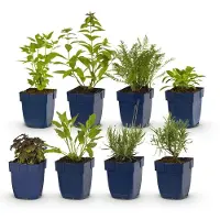 Green Boutiq - Stauden - Beetpaket - Duftend - Verschiedene - Arten und Farben - 6 Pflanzen - Topf 11cm - Höhe 15-25cm