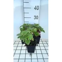 GRDplanten 6 x Monarda hybr. 'Fireball' - Indianernessel - Topf 9 x 9 cm