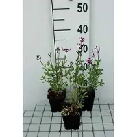 GRDplanten 6 x Salvia greggii 'Joy' - Sternmoos - Topf 9 x 9 cm