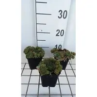GRDplanten 6 x Sempervivum hybr. 'Othello' - Hauswurz - Topf 9 x 9 cm