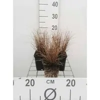 GRDplanten 6 x Carex comans 'Bronze Form' - Bräunliche Segge Bronze Form - Topf 9x9 cm
